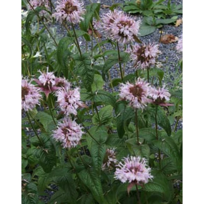 Monarda bradburiana 'Verbesserte Ozark' – Méhbalzsam
