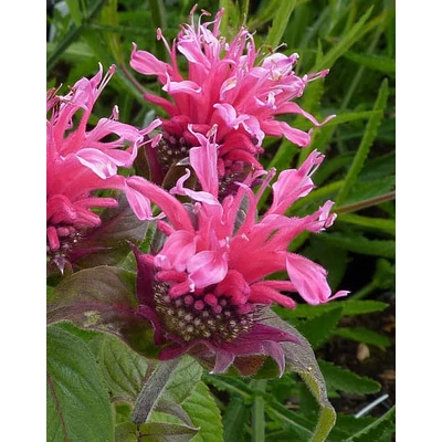 Monarda 'Cranberry Lace' – Méhbalzsam