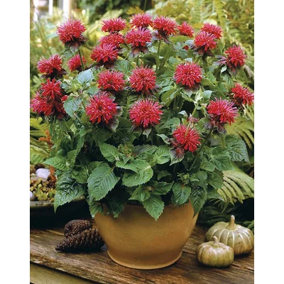 Monarda 'Fireball' - Méhbalzsam