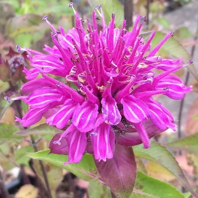 Monarda fistulosa 'Tetraploid' – Méhbalzsam