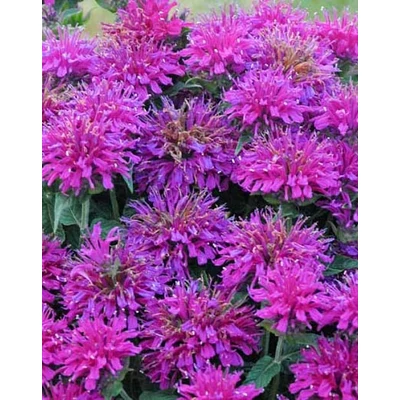 Monarda 'Grape Gumball' – Méhbalzsam