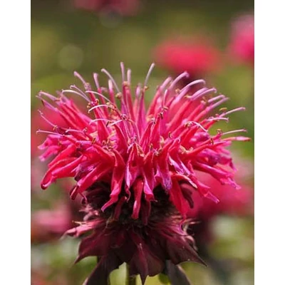 Monarda 'Kardinal' – Méhbalzsam