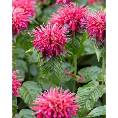 Monarda 'Mahogany' – Méhbalzsam