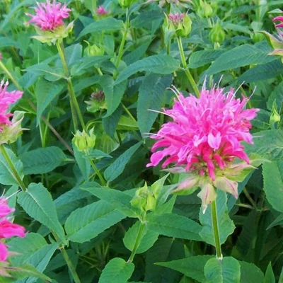Monarda 'Marshall's Delight' – Méhbalzsam