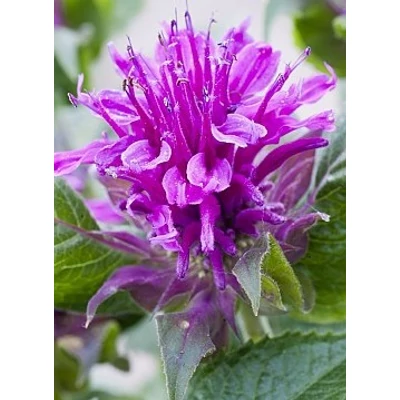 Monarda 'Purple Lace' – Méhbalzsam