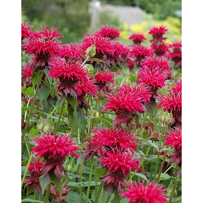 Monarda 'Raspberry Wine' – Méhbalzsam