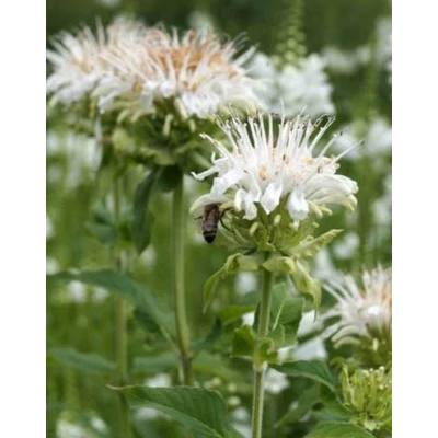 Monarda 'Schneewolke' – Méhbalzsam