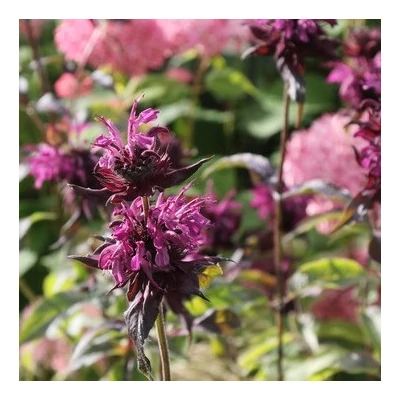 Monarda 'Vens Prins of the Night' – Méhbalzsam