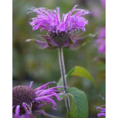 Monarda 'Violet Queen' – Méhbalzsam