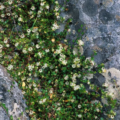 Muehlenbeckia axillaris - Heverő keserűporclián