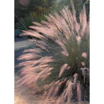 Muhlenbergia capillaris 'Pink Flamingo' – Hibrid Texasfű, hibrid Muhly fű
