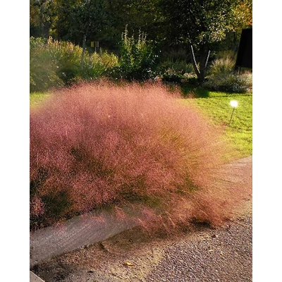 Muhlenbergia reverchonii 'Undaunted' – Vattacukorfű