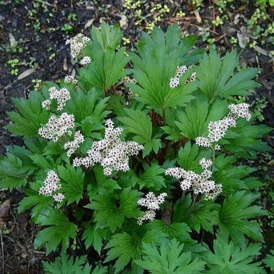 Mukdenia rossii – Gyöktörzses kőtörő