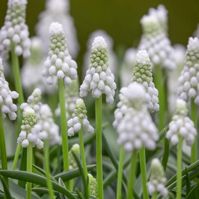 Muscari armeniacum 'Siberian Tiger' – Fürtös gyöngyike