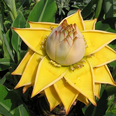 Musella lasiocarpa – Arany lótusz banán