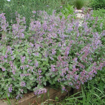 Nepeta x faassenii 'Felix' – Macskamenta