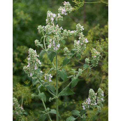 Nepeta cataria – Illatos macskamenta
