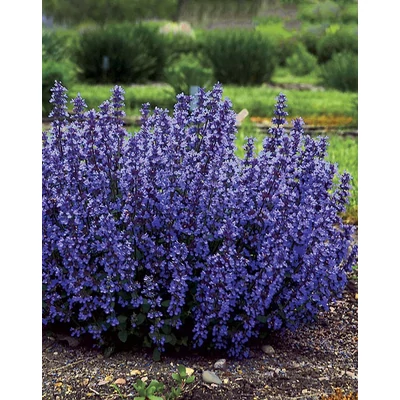 Nepeta 'Cat's Pajamas'® – Macskamenta