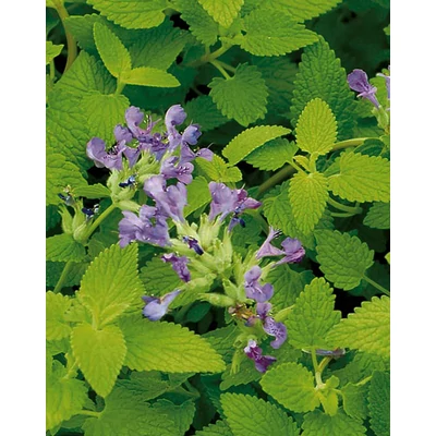 Nepeta x faassenii 'Limelight' – Macskamenta