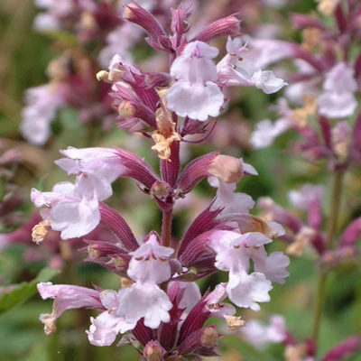 Nepeta grandiflora 'Dawn to Dusk'  – Nagyvirágú macskamenta