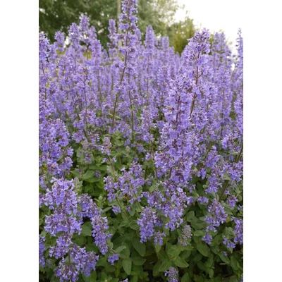 Nepeta grandiflora 'Summer Magic' - Macskamenta