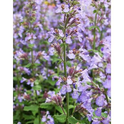 Nepeta 'Leeds Castle' – Macskamenta