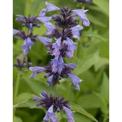 Nepeta manchuriensis 'Manchu Blue' – Macskamenta