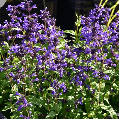 Nepeta 'Neptune' – Macskamenta