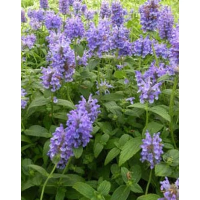 Nepeta nervosa – Macskamenta