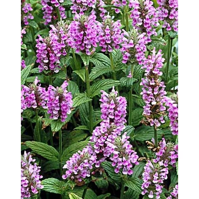 Nepeta nervosa 'Pink Cat' – Macskamenta