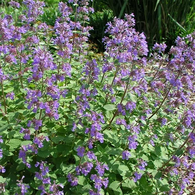 Nepeta racemosa 'Blue Wonder' – Kaukázusi macskamenta