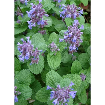 Nepeta racemosa 'Odeur Citron' – Kaukázusi macskamenta