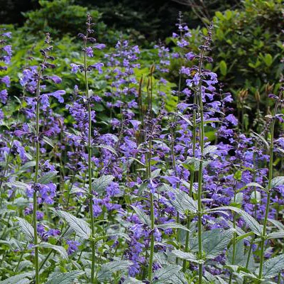 Nepeta sibirica  – Mongol macskamenta