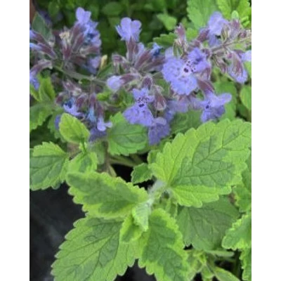 Nepeta 'Six Hills Gold' – Macskamenta