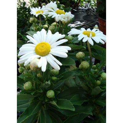 Nipponanthemum nipponicum – Japán margitvirág
