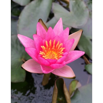 Nymphaea 'Pygmaea Rubra' – Tavirózsa