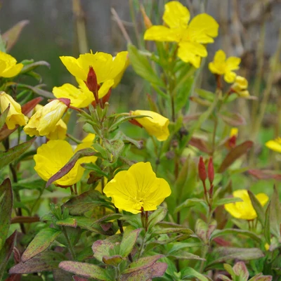 Oenothera pallida 'Yella Fella' – Ligetszépe