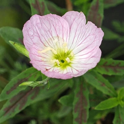 Oenothera speciosa 'Twilight' – Ligetszépe