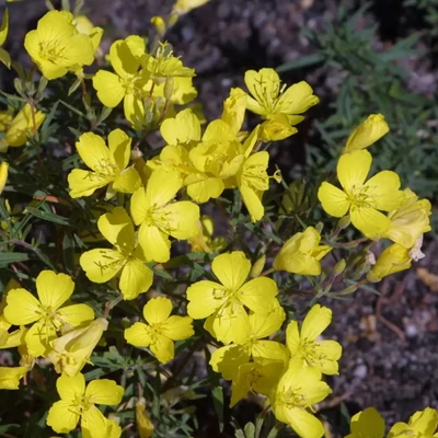 Oenothera 'Cold Crick' – Ligetszépe