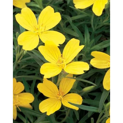 Oenothera 'Lemon Drop'® (syn.: 'Innoeno 131') – Négyszögletes ligetszépe