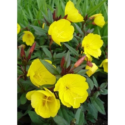 Oenothera fruticosa 'Sonnenwende' - Négyszögletes ligetszépe