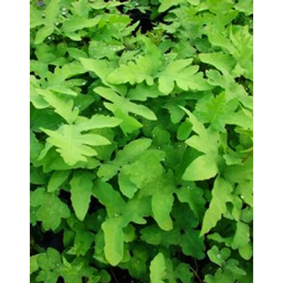 Onoclea sensibilis - Gyöngypáfrány