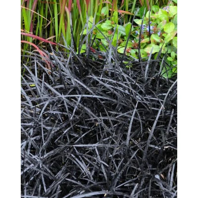 Ophiopogon 'Black Dragon' – Kígyószakáll