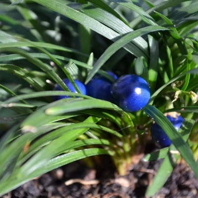 Ophiopogon japonicus 'Minor' – Japán kígyószakáll