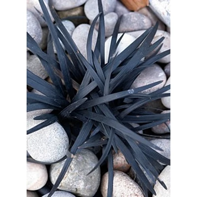 Ophiopogon planiscapus 'Niger' – Feketelombú, laposszárú kígyószakáll