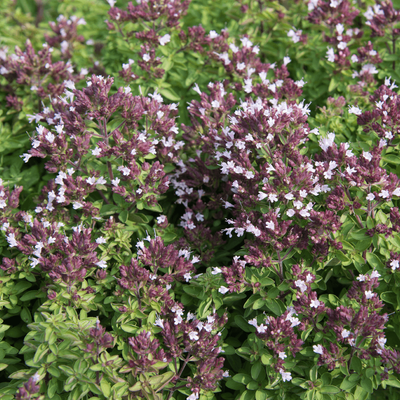 Origanum vulgare 'Compactum' - Tömött vadmajoranna (szurokfű; oregano)