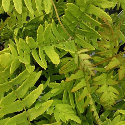 Osmunda regalis 'Purpurea' – Királypáfrány