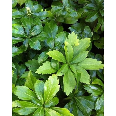 Pachysandra terminalis 'Green Sheen' - Japán kövérke
