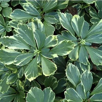 Pachysandra terminalis 'Variegata' – Tarkalevelű japán kövérke