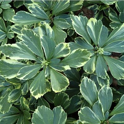 Pachysandra terminalis 'Variegata' – Tarkalevelű japán kövérke